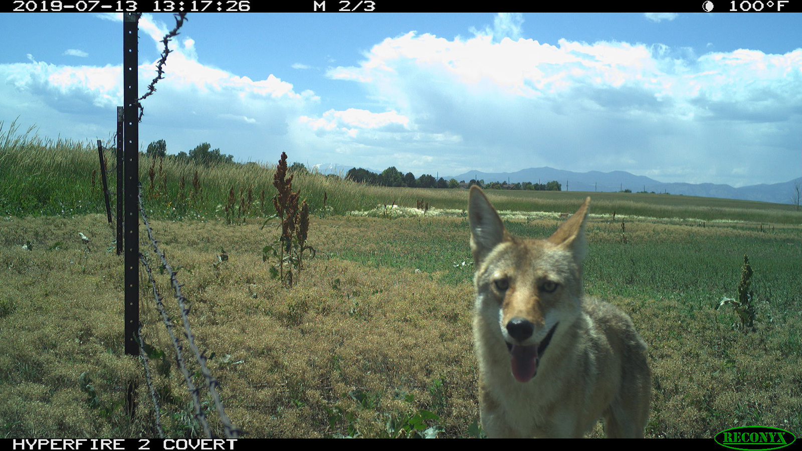 coyote camera trap 3 | Joanna Lambert